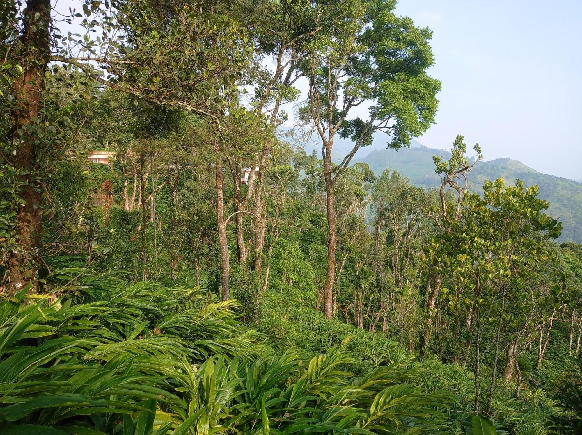 Munnar Home Stay Teadrops Plantation Villa Exterior photo